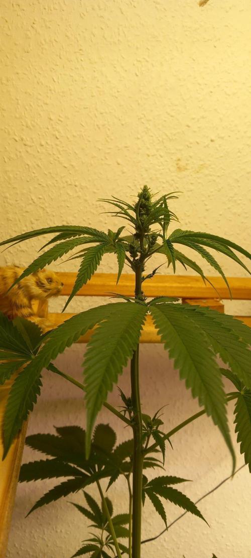 Regular Autoflower Indoor Landrace. Week 8 - Man thats huge for a small plant