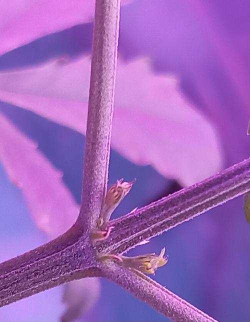 Regular Autoflower Indoor Landrace. Week 8 - The first signs of flower after 2 months