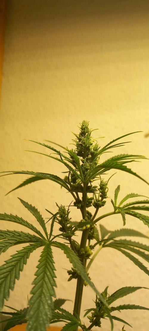 Regular Autoflower Indoor Landrace. Week 9