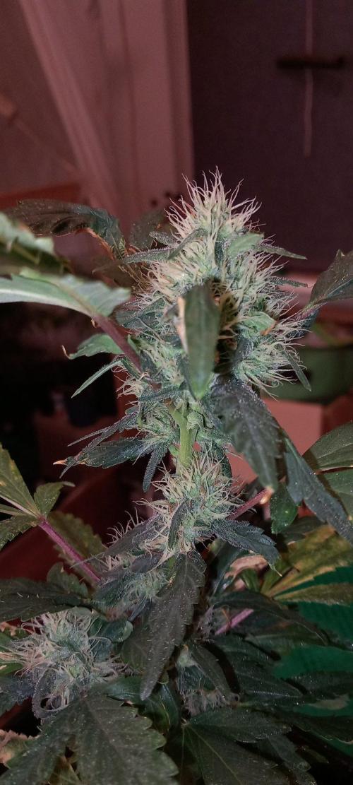 Haze Window. Week 31