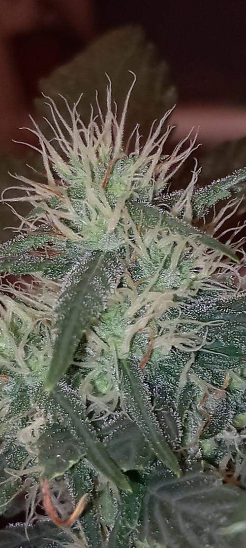 Haze Window. Week 31