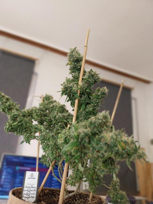 Chr.BerryPurple P autoXPineapple Express. Week 13