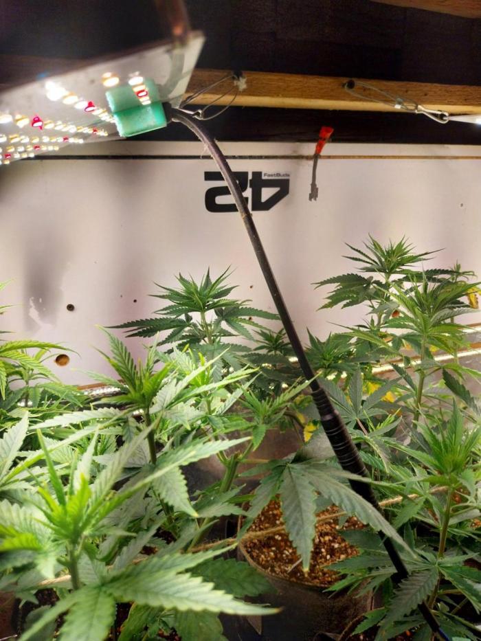 Tri Pass (Eucalyptus). Week 4