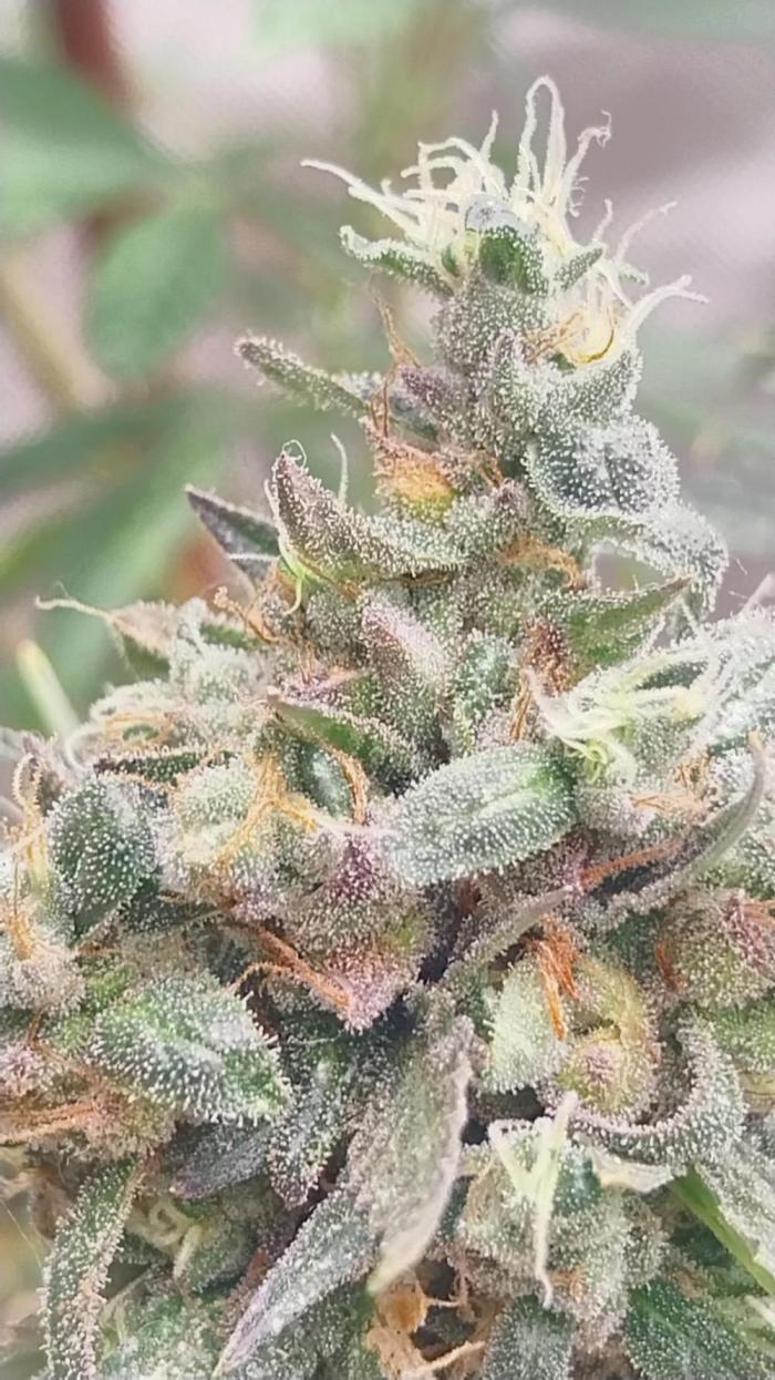 Cherry Cola Kush. Week 14