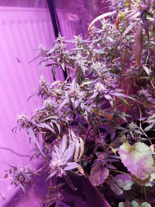 Mintz Punch auto feminized. Week 12