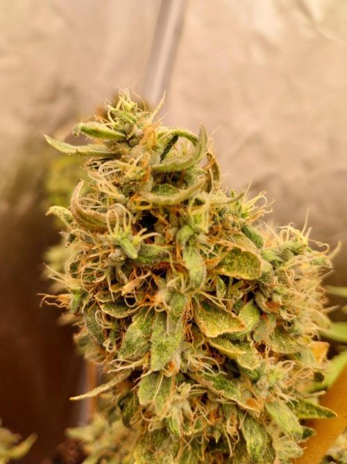 Chr.BerryPurple P autoXPineapple Express. Week 14