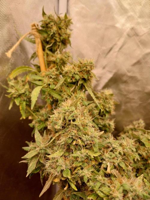 Chr.BerryPurple P autoXPineapple Express. Week 14