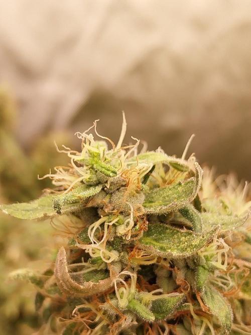 Chr.BerryPurple P autoXPineapple Express. Week 14