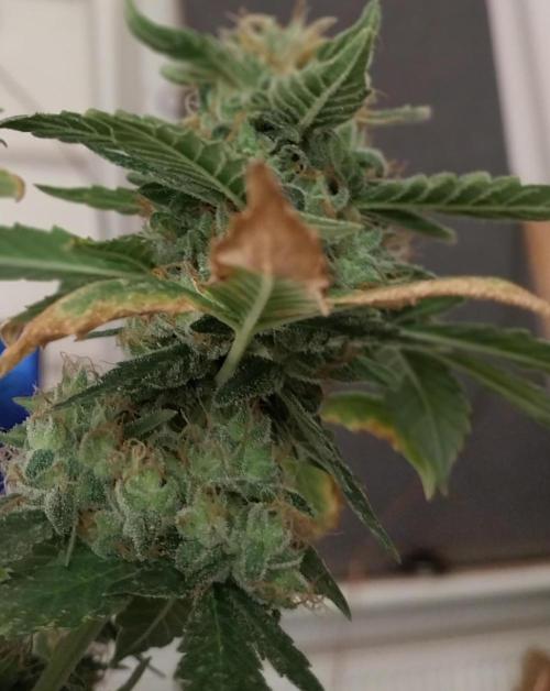 Blueberry Regular. Week 1