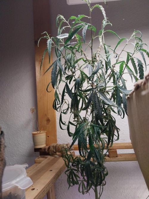 Regular Autoflower/FF Indoor Landrace. Week 10