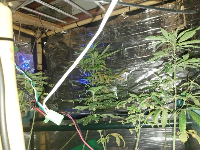 Regular Autoflower/FF Indoor Landrace. Week 10