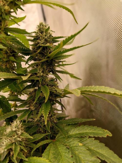 Veg Stage. Week 13