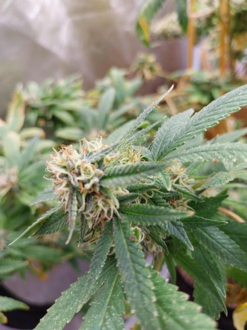 Lemon Orange. Week 12