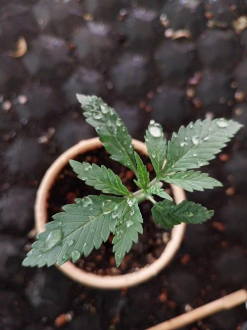Kush Mintz X Lemon Orange. Week 1
