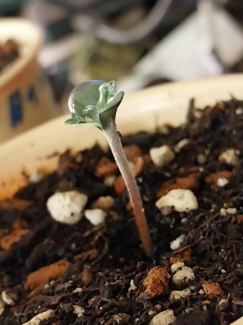 Tri Pass Gelato. Week 1