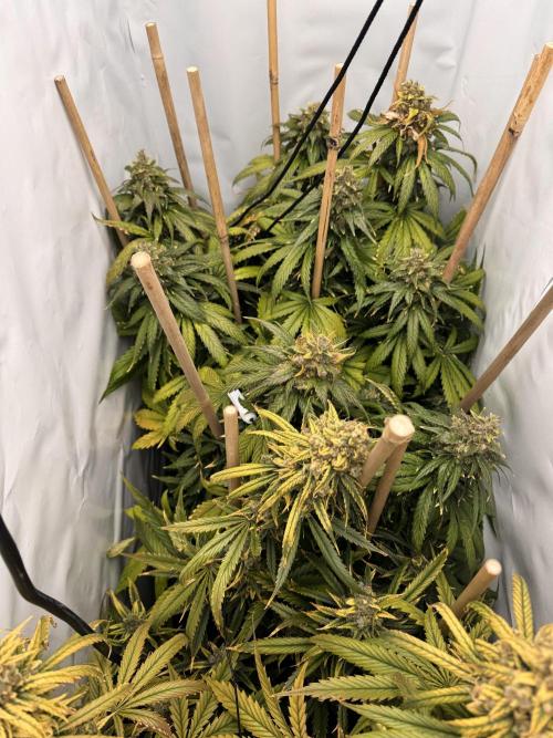 Jack Herer fem. by Sensi Seeds. Week 15