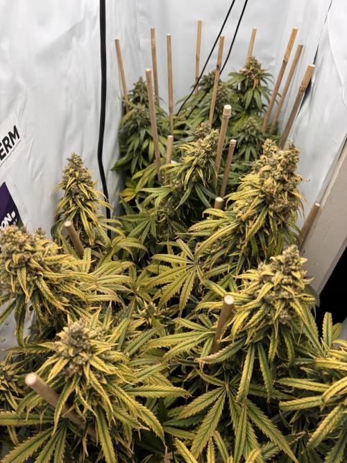 Jack Herer fem. by Sensi Seeds. Week 15