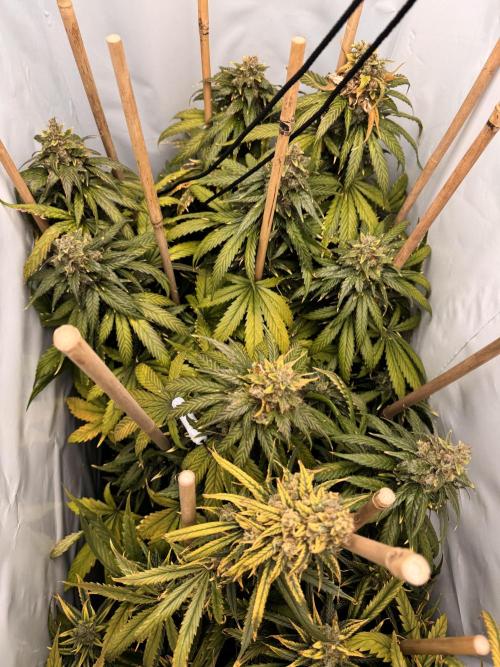 Jack Herer fem. by Sensi Seeds. Week 15