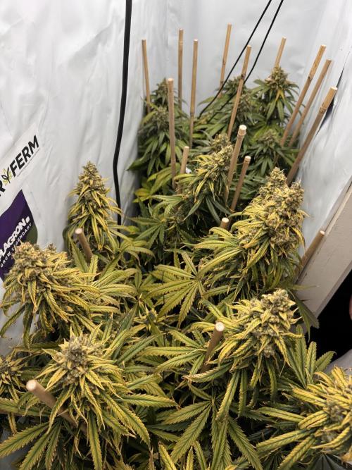 Jack Herer fem. by Sensi Seeds. Week 15