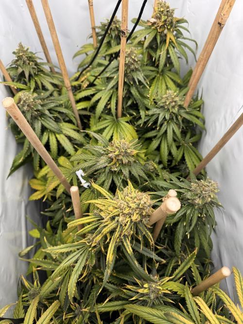 Jack Herer fem. by Sensi Seeds. Week 15