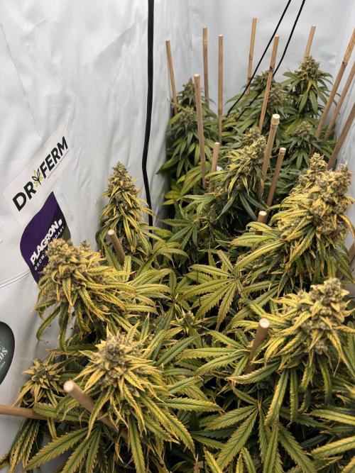 Jack Herer fem. by Sensi Seeds. Week 15