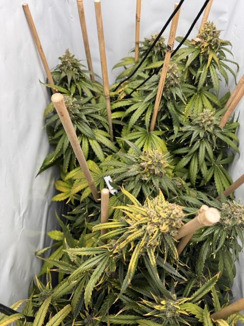 Jack Herer fem. by Sensi Seeds. Week 15