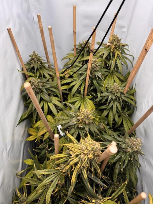 Jack Herer fem. by Sensi Seeds. Week 15