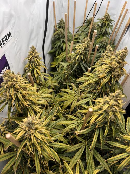 Jack Herer fem. by Sensi Seeds. Week 15