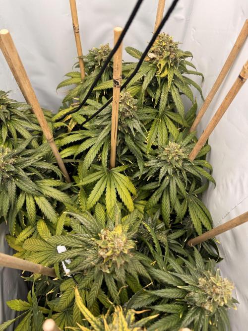 Jack Herer fem. by Sensi Seeds. Week 15