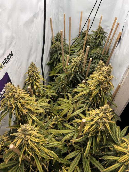 Jack Herer fem. by Sensi Seeds. Week 15