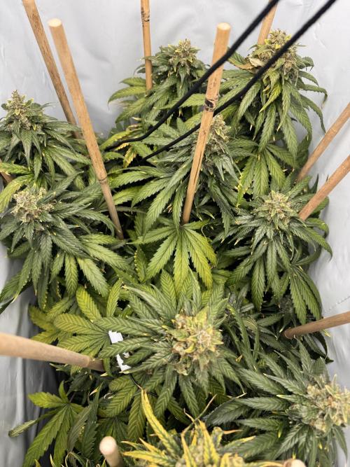 Jack Herer fem. by Sensi Seeds. Week 15