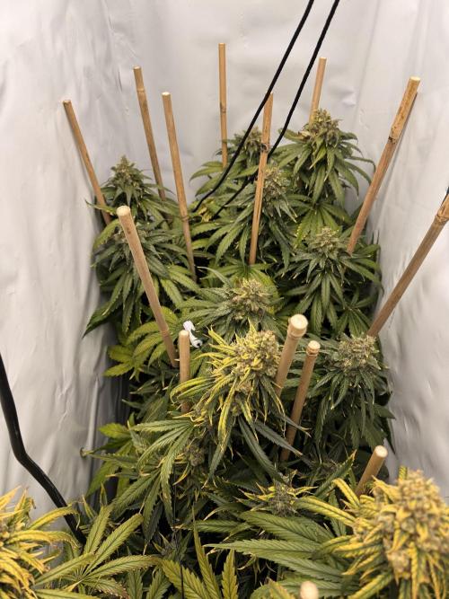 Jack Herer fem. by Sensi Seeds. Week 15