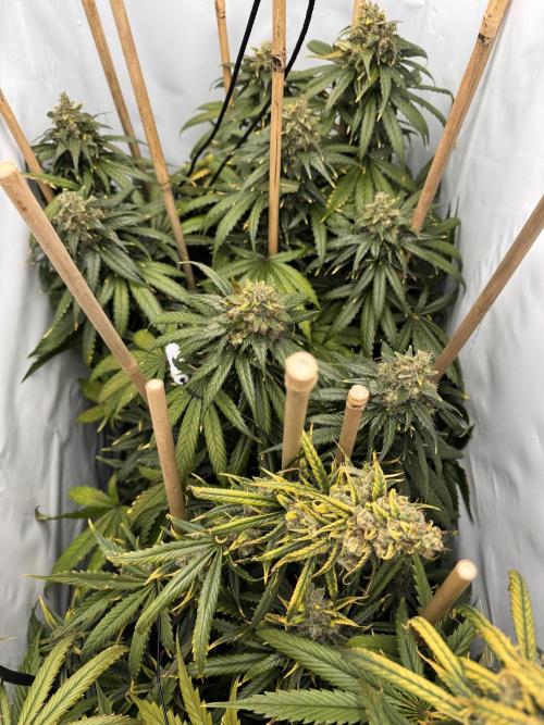 Jack Herer fem. by Sensi Seeds. Week 15