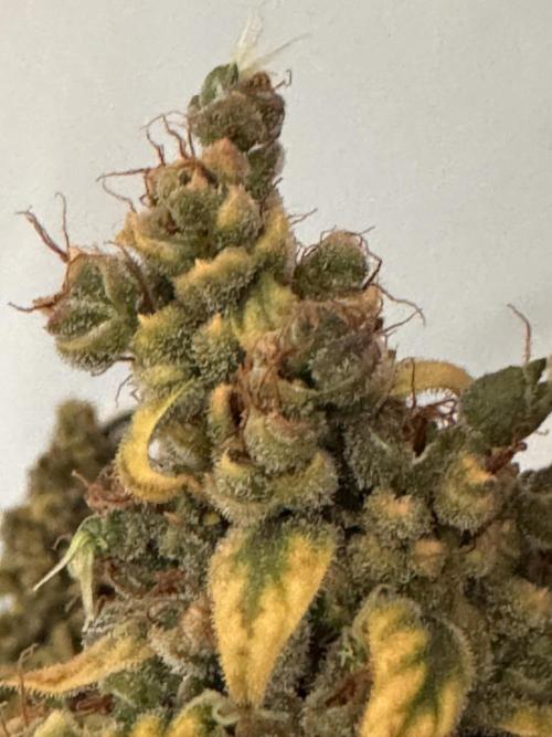 Jack Herer fem. by Sensi Seeds. Week 15