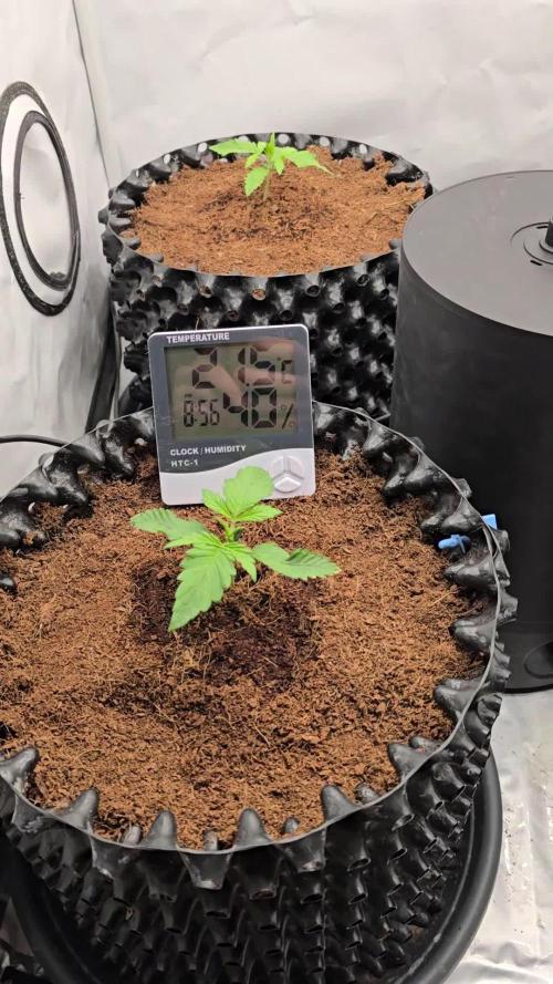 Mango Sunset 2025 - Mephisto Genetics