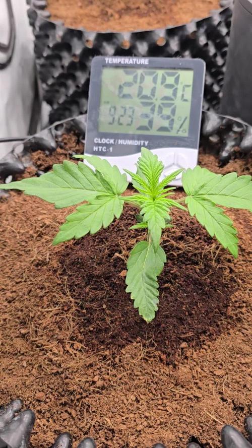 Mango Sunset 2025 - Mephisto Genetics