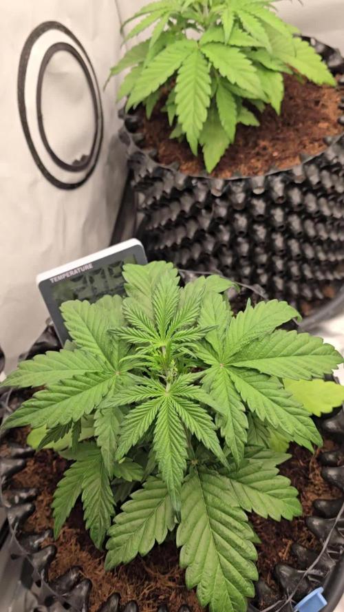 Mango Sunset 2025 - Mephisto Genetics
