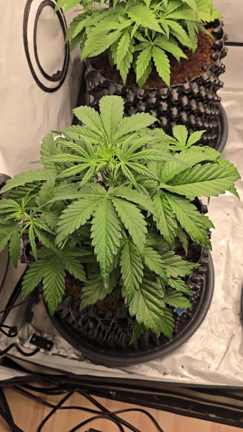 Mango Sunset 2025 - Mephisto Genetics