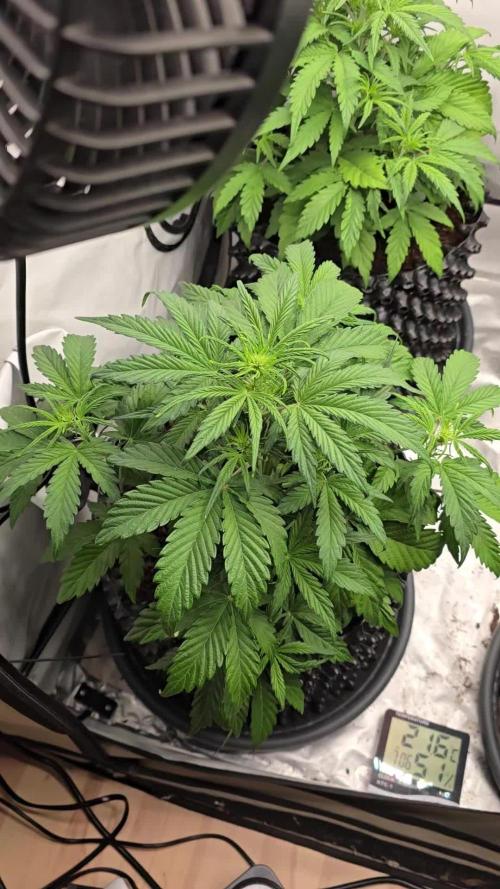 Mango Sunset 2025 - Mephisto Genetics