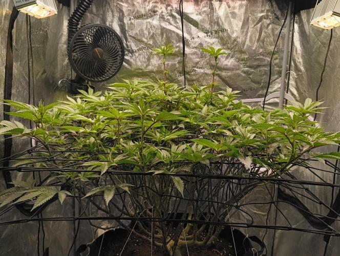 Dante's Inferno #8 (Mile High Dave Cut). Week 2