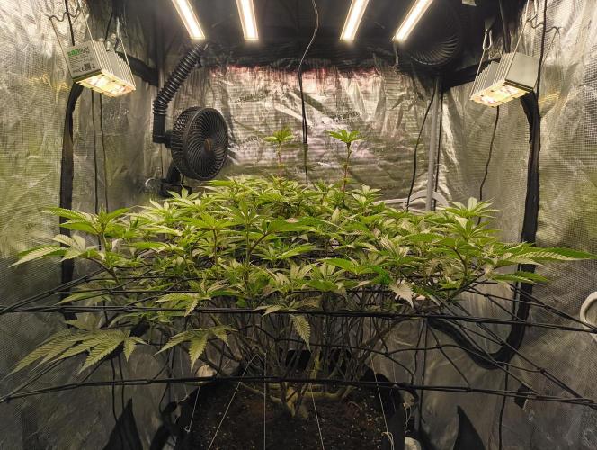 Dante's Inferno #8 (Mile High Dave Cut). Week 2