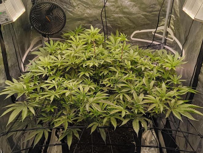 Dante's Inferno #8 (Mile High Dave Cut). Week 2