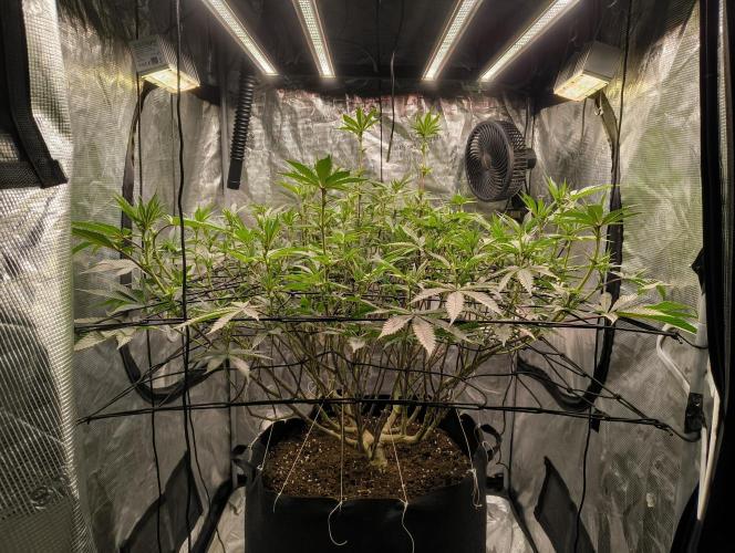 Dante's Inferno #8 (Mile High Dave Cut). Week 3