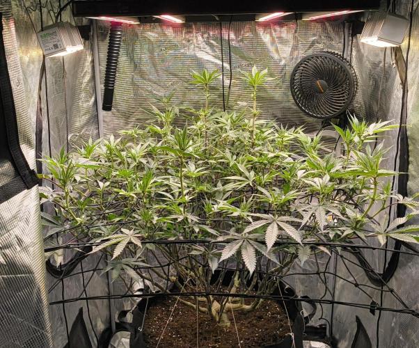 Dante's Inferno #8 (Mile High Dave Cut). Week 3