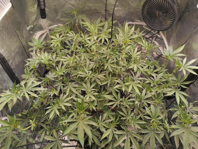 Dante's Inferno #8 (Mile High Dave Cut). Week 3