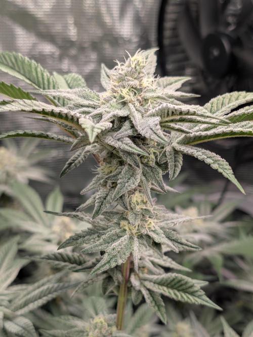 Dante's Inferno #8 (Mile High Dave Cut). Week 6