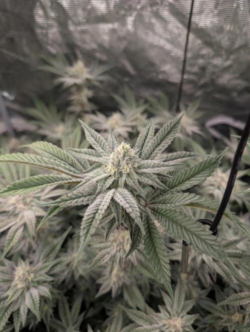 Dante's Inferno #8 (Mile High Dave Cut). Week 6