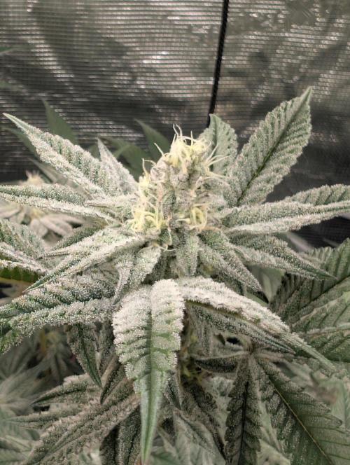 Dante's Inferno #8 (Mile High Dave Cut). Week 6