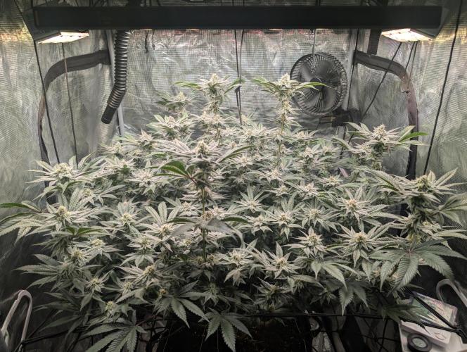 Dante's Inferno #8 (Mile High Dave Cut). Week 6