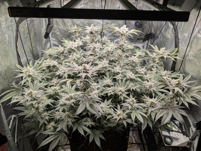 Dante's Inferno #8 (Mile High Dave Cut). Week 7
